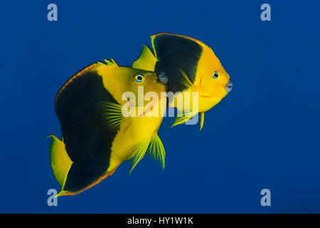 Paar Rock Schönheiten (Holacanthus tricolor) in der Dämmerung laichen. Die größeren männlichen reibt gegen die Flanke der Weibchen während der Laichzeit steigen. Cayman Islands, British West Indies. Karibische Meer. Stockfoto