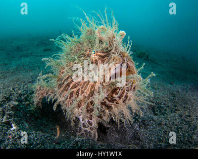 Weitwinkel-Porträt von haarigen Anglerfisch (Antennarius Striatus), Hinterhalt Beute auf schwarzen Sand Piste warten. Lembeh Strait, Nord-Sulawesi, Indonesien. Molukken-Meer. Stockfoto