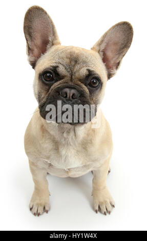 Französische Bulldogge sitzend nachschlagen. Stockfoto