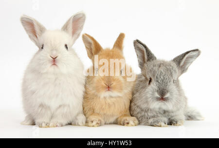 Drei Baby lop Kaninchen. Stockfoto