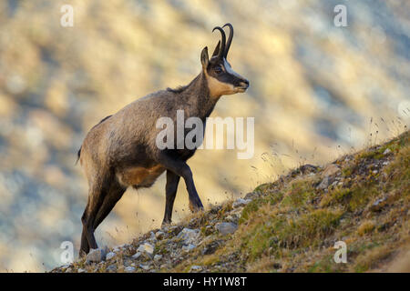 Männlich/Buck GEMSE (RUPICAPRA rupicapra) zu Fuß bis Ridge mit sonnigen Berg Gesicht im Hintergrund. Lauson&#39;s Tal, Nationalpark Gran Paradiso, Italien, September. Stockfoto