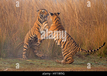 Bengal Tiger (Panthera tigris tigris) 11 Monate alten Jungen spielen, kämpfen, Ranthambhore Nationalpark, Indien. Stockfoto