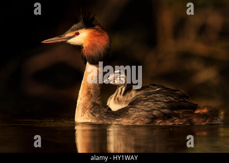 Great crested Haubentaucher (Podiceps Cristatus Cristatus) mit jungen Küken auf Rücken, Cardiff, UK, April. Stockfoto