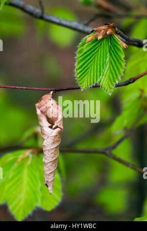 Buche (Fagus Sylvatica) neues Shooting und alten Blatt. Norfolk, England, UK, April. Stockfoto