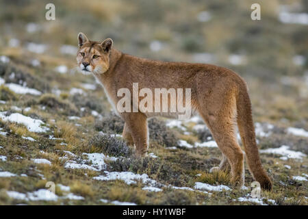 PUMA (Puma Concolor) in großer Höhe Lebensraum, Torres del Paine Nationalpark, Chile. Stockfoto