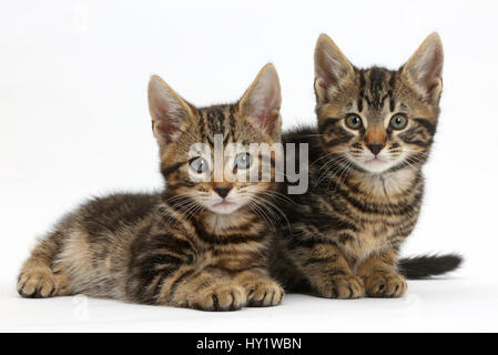 Zwei Tabby Kätzchen, Wisch- und Picasso, 8 Wochen. Stockfoto