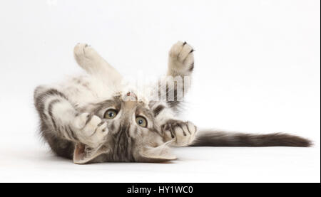 Silber Tabby Kitten, Loki, 11 Wochen, auf dem Rücken liegend. Stockfoto