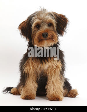 Yorkipoo Hund, Yorkshire Terrier Kreuz Pudel, Oscar, im Alter von 6 Monaten. Stockfoto