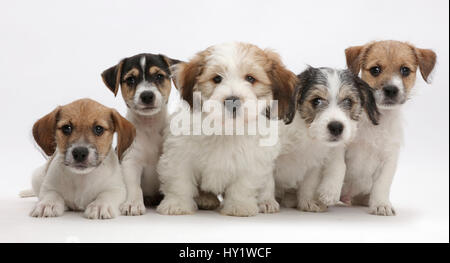 Fünf X Bichon Jack Russell Welpen sitzen in einer Reihe. Stockfoto