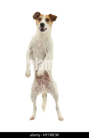 Jack Russell Terrier, Milo, Alter 5 Jahre, hoch in die Luft springen. Stockfoto