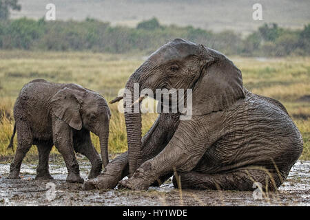 Afrikanischer Elefant (Loxodonta Africana) Mutter und Kalb im Schlamm suhlen in Regen. Masai Mara, Kenia, Afrika. September. Stockfoto