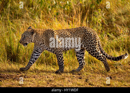 Afrikanischer Leopard (Panthera Pardus) zu Fuß. Massai Mara, Kenia, Afrika. August. Stockfoto