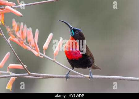 Scharlach-chested Sunbird (Chalcomitra Senegalensis) männlichen thront auf Aloe Blume. Ndutu Gegend, Ngorongoro Conservation Area NCA / Serengeti Nationalpark, Tansania. Stockfoto