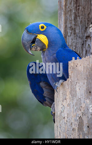 Hyazinth-Ara (Anodorhynchus Hyacinthinus) in seinem Nest Loch. Pousada Aguape Lodge, Mato Grosso do Sul, Brasilien. September. Stockfoto