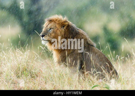 Löwe (Panthera Leo) männlich im Regen. Masai Mara Game Reserve, Kenia. Stockfoto