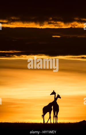 Masai-Giraffe (Giraffa Plancius Tippelskirchi) paar bei Sonnenaufgang. Masai Mara Game Reserve, Kenia. Stockfoto