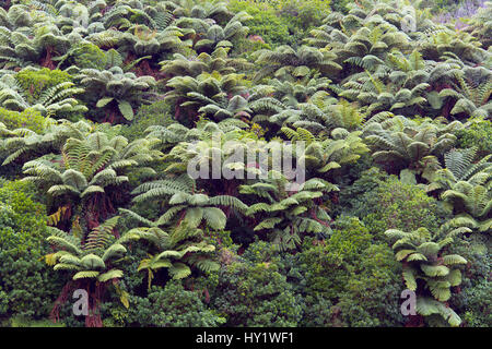 Grobe Baumfarne (Dicksonia Squarrosa) wachsen am Hang, Neuseeland. Stockfoto