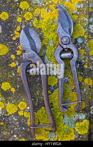 Alte Garten Gartenschere auf Flechten. Stockfoto