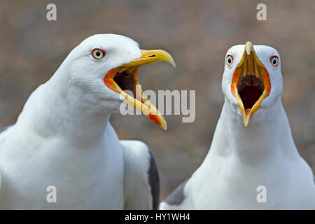 Weniger schwarz-backed Möwen (Larus Fuscus) Aufruf von Küste, offene Schnäbel, England, UK, Mai. Stockfoto