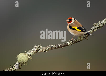 Stieglitz (Zuchtjahr Zuchtjahr) thront auf Zweig. Worcestershire, UK. Februar. Stockfoto