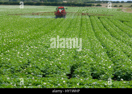 (Solanum Tuberosum) Kartoffelernte in Blume mit Spritze Spritzen von Fungiziden, Norfolk, England, UK, Juli. Stockfoto