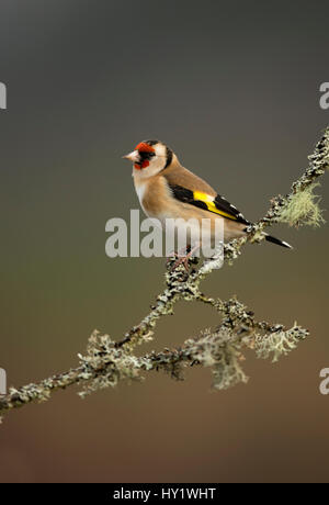 Stieglitz (Zuchtjahr Zuchtjahr) thront auf Zweig. Worcestershire, UK. Februar. Stockfoto