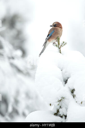 Gemeinsamen Jay (Garrulus Glandarius) thront auf Zweig im Schnee. Finnland. Februar. Stockfoto