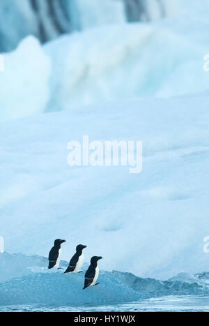 Tordalk (Alca Torda) unter Eis, Jökulsárlón Gletscher (Eis Lagune). Island. Juni. Stockfoto