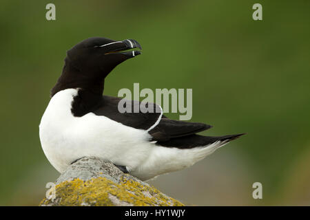 Tordalk (Alca Torda) ruht auf Felsen. Great Saltee Island, County Wexford, Irland. April. Stockfoto