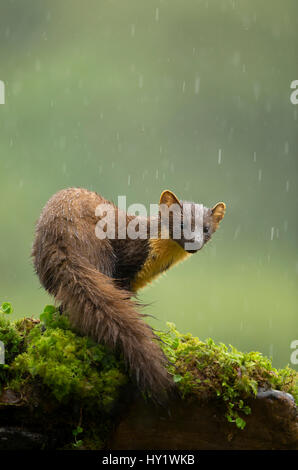 Baummarder (Martes Martes) im Regen. Schottland, Großbritannien. Juli 2015. Stockfoto