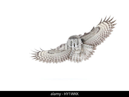Bartkauz (Strix Nebulosa) im Flug, Finnland, März. Stockfoto