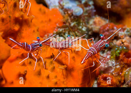 Durban-Scharnier-Schnabel-Garnelen (Rhynchocinetes Durbanensis).  Indonesien. Stockfoto