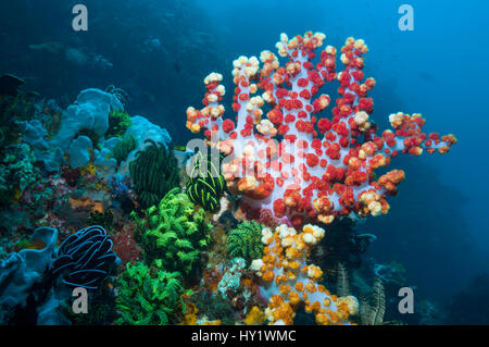 Weichkorallen (Dendronephthya SP.) füttern. Indonesien. Stockfoto