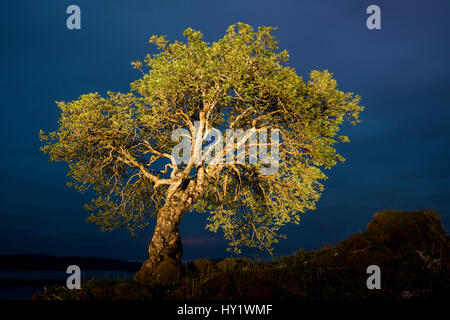 Rowan (Sorbus Aucuparia) mit Taschenlampe, Mull, Schottland. Stockfoto