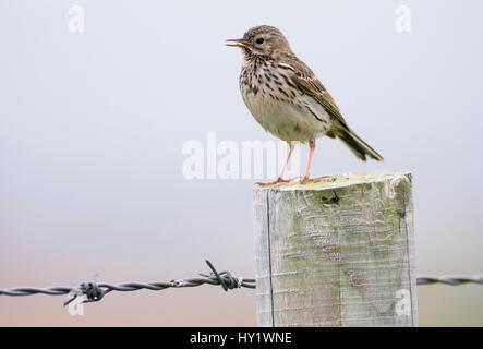 Wiese Pieper, (Anthus Pratensis) auf Zaunpfahl, Islay, Schottland. Stockfoto