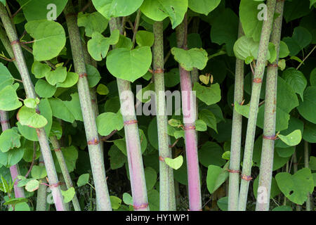 Japanischer Staudenknöterich (Fallopia Japonica), Islay, Schottland, UK, Juni. Stockfoto