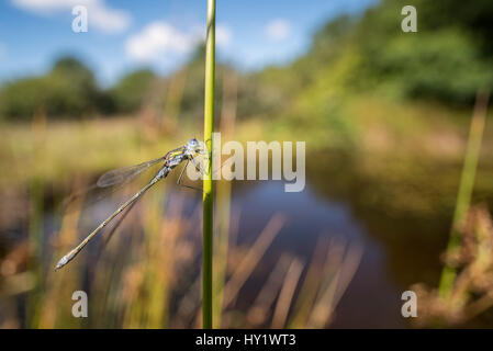 Männliche Emerald Damselfly (Lestes Sponsa) ruht auf Reed in der Nähe von Wasser ist edge, ökologische Porträt, Broxwater, Cornwall, UK. August. Stockfoto