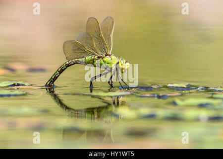 Frau Kaiser Libelle (Anax Imperator) Eiablage am Gartenteich, Broxwater, Cornwall, UK. Juli. Stockfoto