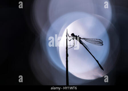 Männliche Emerald Damselfly (Lestes Sponsa) ruht auf ein Rohr in der Nähe von der Wasserkante mit out of Focus highlights im Hintergrund, Broxwater, Cornwall, UK. September. Stockfoto