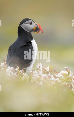 Papageitaucher (Fratercula Arctica) unter Meer Campion (Silene Maritima), Skomer Island, Pembrokeshire, UK. Mai. Stockfoto