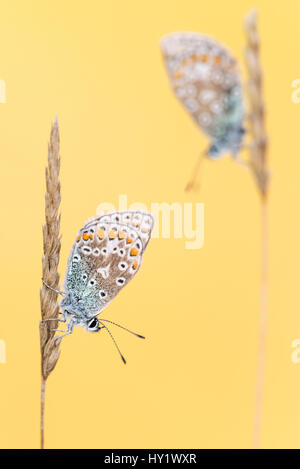 Gemeinsame blaue Schmetterlinge (Polyommatus Icarus) ruht auf dem Rasen. Vealand Farm, Devon, UK. September. Stockfoto