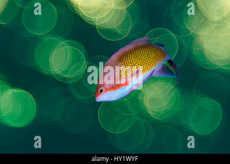 Geringe Schärfentiefe Bereich Porträt des männlichen Scalefin Anthia (Pseudanthias Squamipinnis) Schwimmen im Freiwasser über dem Korallenriff vor Sonnenuntergang fotografiert. Die Alternativen, Sinai, Ägypten. Golf von Aqaba, Rotes Meer. Stockfoto