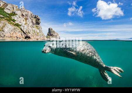 Junge graue Dichtung (Halichoerus Grypus) schwimmen an der Oberfläche unter Klippen von Lundy Island, Devon, England, Vereinigtes Königreich. Britischen Inseln. Bristol Channel. Nord Osten Atlantischen Ozean. Stockfoto