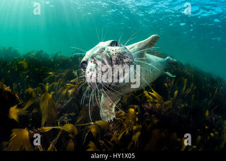 Neugierige junge grau versiegeln (Halichoerus Grypus) über Kelp. Farne Islands, Northumberland, England, Vereinigtes Königreich. Britischen Inseln. Nordsee. Stockfoto