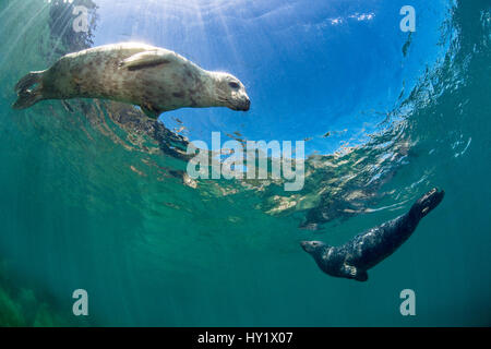 Junge Frauen und junge männliche Kegelrobben (Halichoerus Grypus) Schwimmen im seichten Wasser. Lundy Island, Devon, England, Vereinigtes Königreich. Britischen Inseln. Bristol Channel. Stockfoto