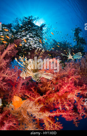 Paar Rotfeuerfisch (Pterois Volitans) schlich weichen Korallen (Dendronephthya Hemprichi) am Wrack der Cedar Pride, Jagd Glassfish wachsen. Aqaba, Jordanien. Golf von Aqaba, Rotes Meer. Stockfoto