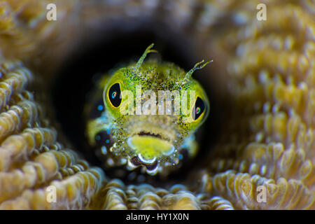 Hohe Vergrößerung Foto von Sekretär Blenny (Acanthemblemaria Maria) in Boulder Hirnkoralle (Colpophyllia Natans). East End, Grand Cayman, Cayman Islands, British West Indies. Karibische Meer. Stockfoto