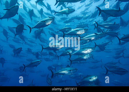 Schule des großen rotem Thun (Thunnus Thynnus) gefangen in einem wachsenden Stift. Trotz viel kleiner auf dem Foto suchen, waren diese Fische 1,5 m (5ft) lang. Malta. Mittelmeer. Stockfoto