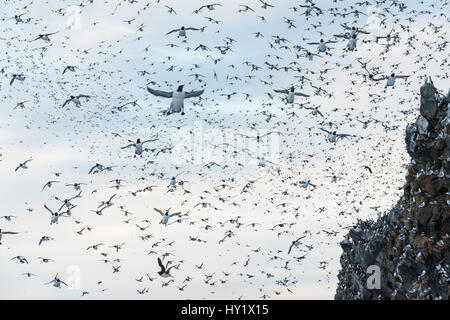 Gemeinsamen Guillemot (Uria Aalge) Kolonie entsteigen Gefahr auf Klippen, Hornoya Insel, Finnmark, Norwegen. Stockfoto