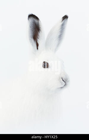 Berg Hase (Lepus Timidus) Porträt, Vauldalen, Norwegen. Stockfoto